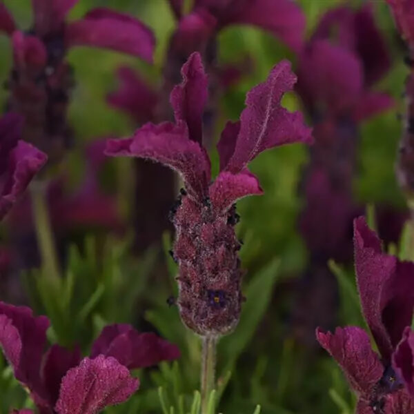 Lavandula sto.  'Anouk Burgundy'