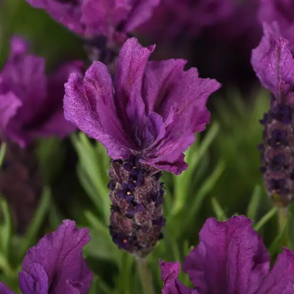 Lavandula sto. 'Anouk Doublescape'