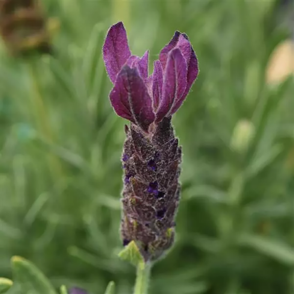 Lavandula sto. Primavera