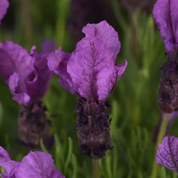 Lavandula sto. 'Royal Anouk'