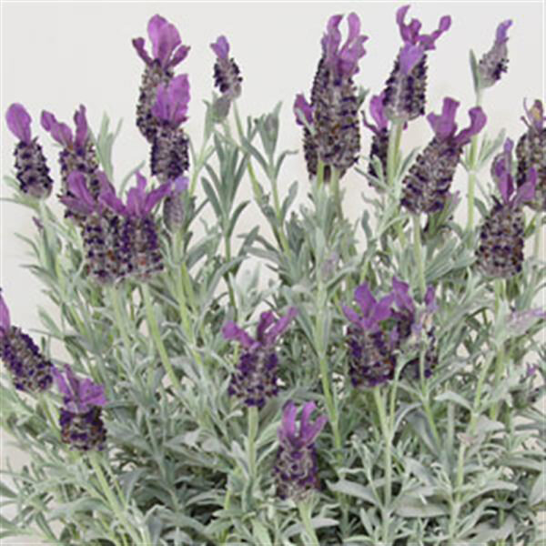 Lavandula sto. 'Silver Anouk'