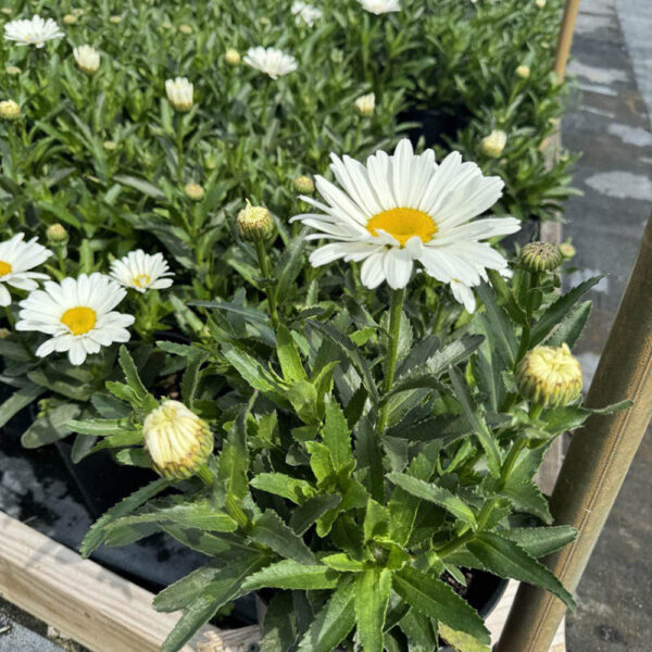 Leucanthemum Betsy™
