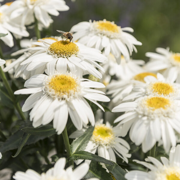 Leucanthemum Sweet Daisy™ Birdy