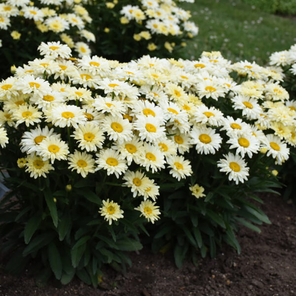 Leucanthemum sup. 'Banana Cream II'