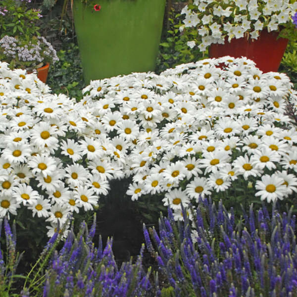 Leucanthemum sup. Daisy May® 'Daisy Duke'