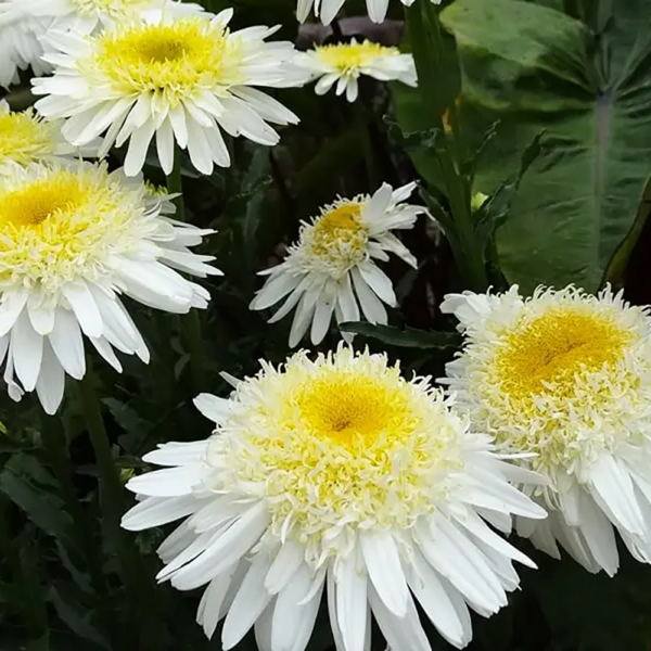 Leucanthemum sup. 'Real Glory'