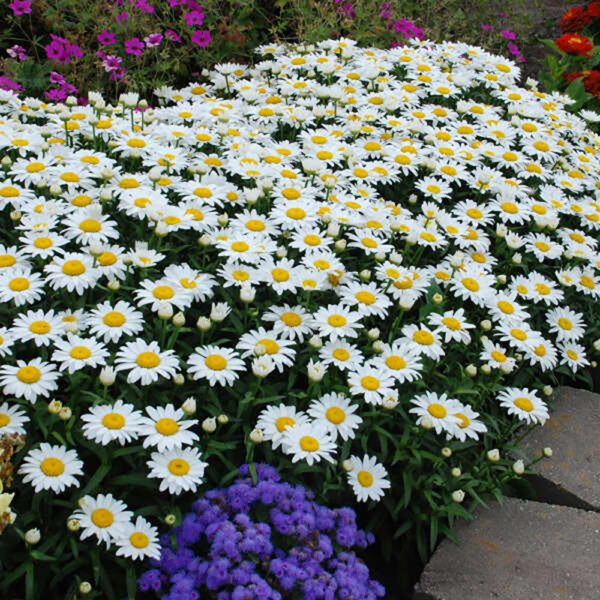 Leucanthemum x sup. 'Snowcap'