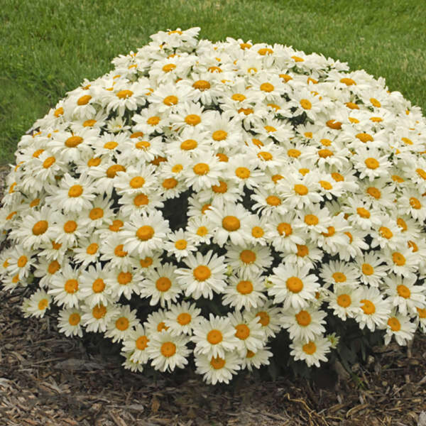 Leucanthemum x sup. 'Whoops-a-Daisy'