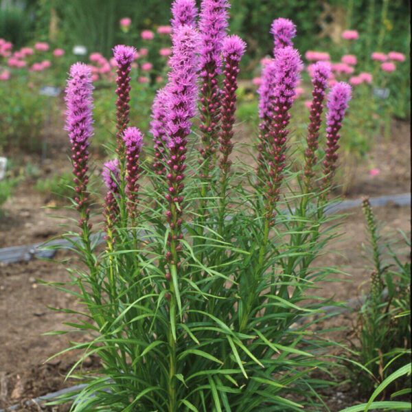 Liatris spicata 'Kobold'