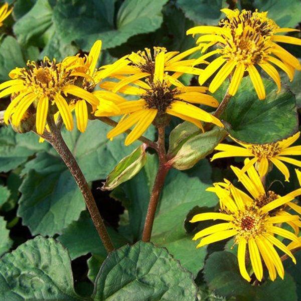 Ligularia dentata 'Othello'