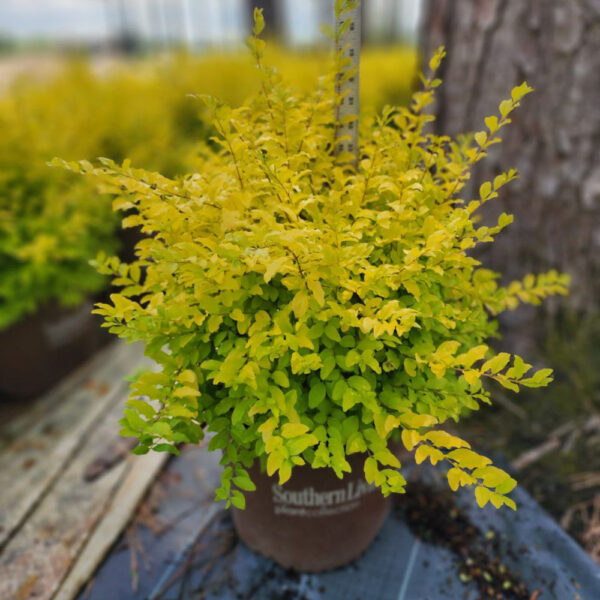 Ligustrum sin. 'Sunshine'