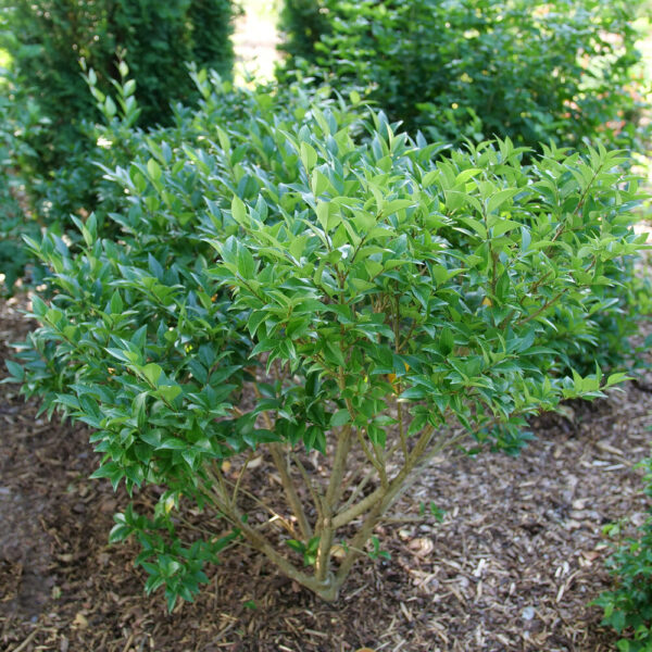 Ligustrum jap. Kindly®