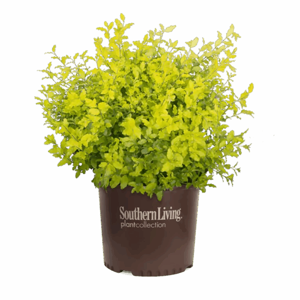 Ligustrum sin. 'Sunshine'