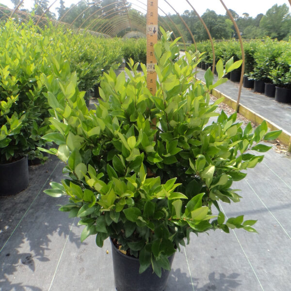 Ligustrum jap. 'Davidson Hardy'