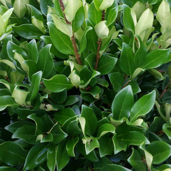 Ligustrum jap. 'Davidson Hardy'