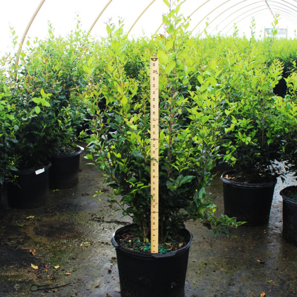 Ligustrum jap. 'Recurvifolium'
