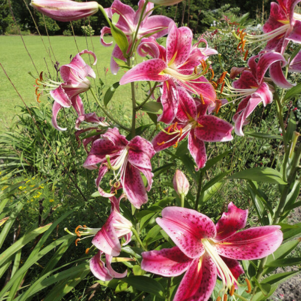 Lilium 'Stargazer'