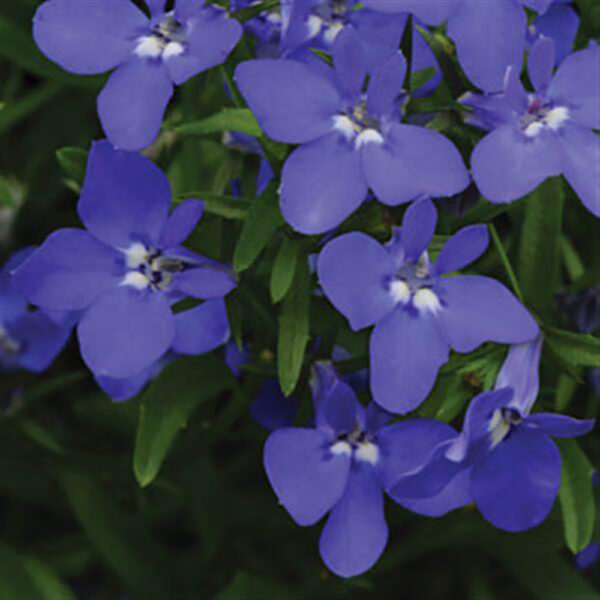 Lobelia Magadi™ Dark Blue