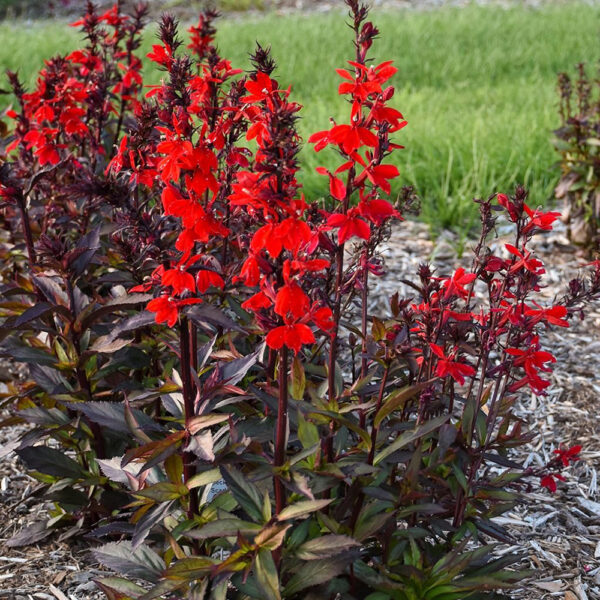 Lobelia Starship™ Scarlet Bronze Leaf