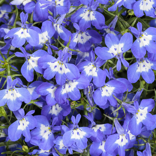 Lobelia eri. Laguna® Compact Blue with Eye