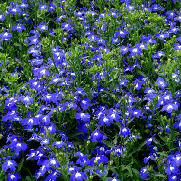 Lobelia eri. Techno® Heat Upright Dark Blue