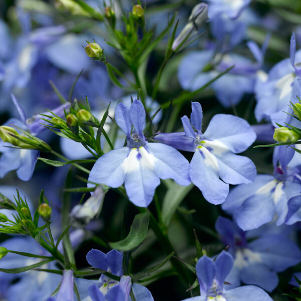 Lobelia eri. Techno® Heat Upright Light Blue