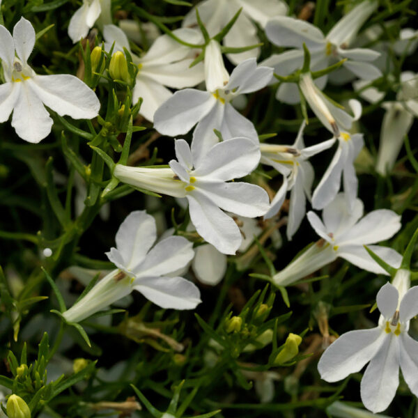 Lobelia eri. Techno® Heat Upright White