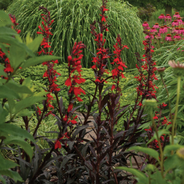 Lobelia ful. 'Queen Victoria'