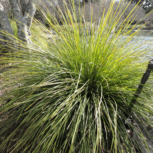 Lomandra long. Breeze™