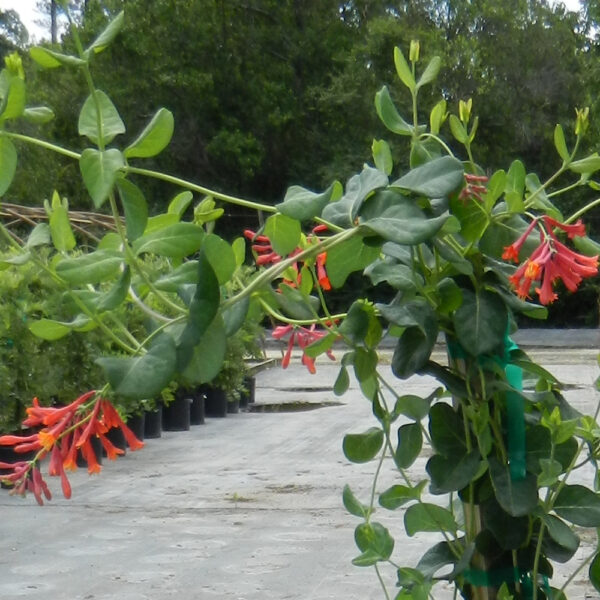 Lonicera semp. 'Leo'