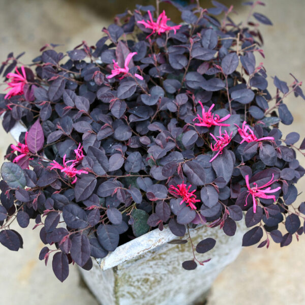 Loropetalum Jazz Hands Mini®