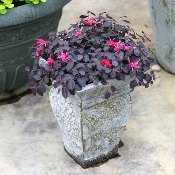 Loropetalum Jazz Hands Mini® - Image 3