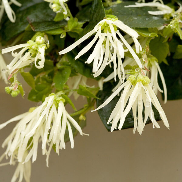 Loropetalum Jazz Hands® White - Image 2