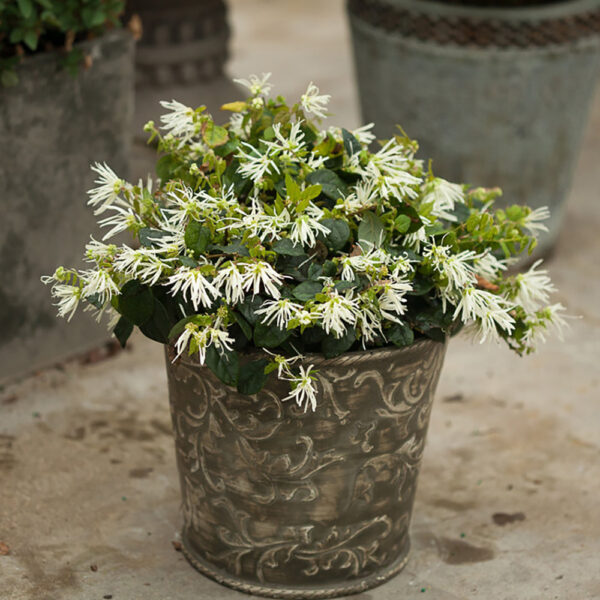 Loropetalum Jazz Hands® White