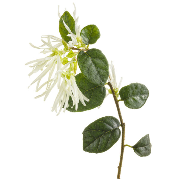 Loropetalum Jazz Hands® White - Image 4