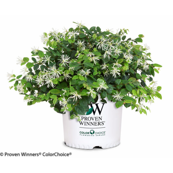 Loropetalum Jazz Hands® White - Image 3
