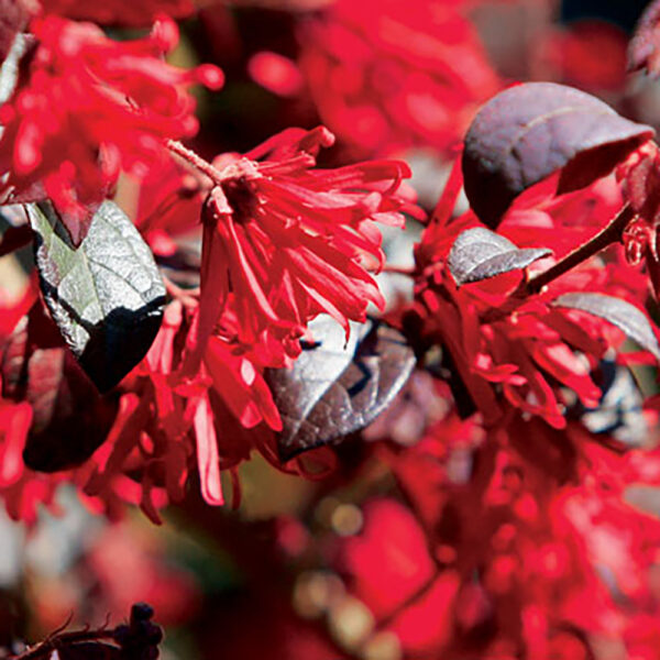 Loropetalum chin. v. rub. Ever Red®