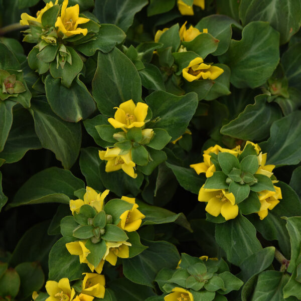 Lysimachia alf. 'Night Light'