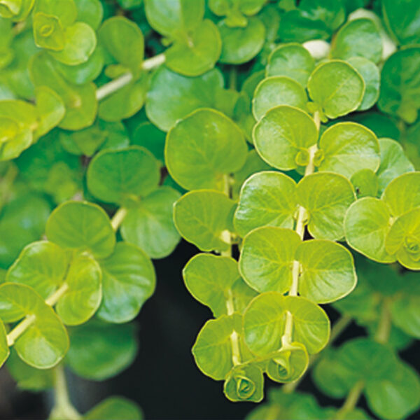 Lysimachia n. 'Goldilocks'