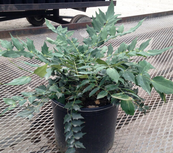 Mahonia x med. ‘Winter Sun’