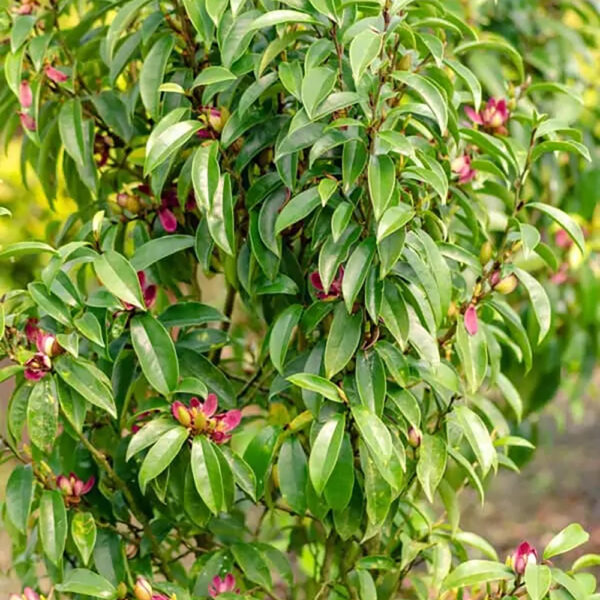 Magnolia figo 'Stellar Ruby' - Image 3