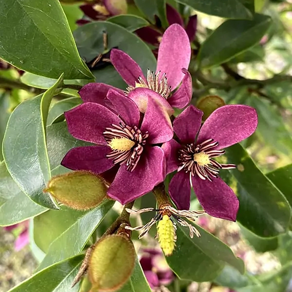 Magnolia figo 'Stellar Ruby'