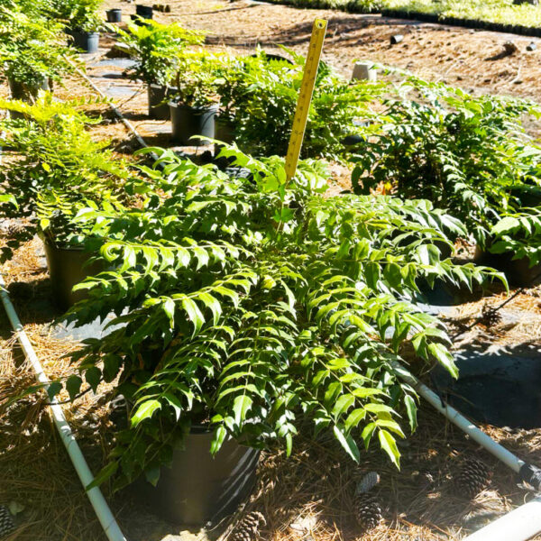Mahonia x med. 'Underway'