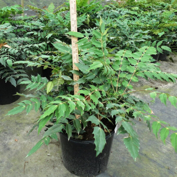 Mahonia x med. 'Underway' - Image 2