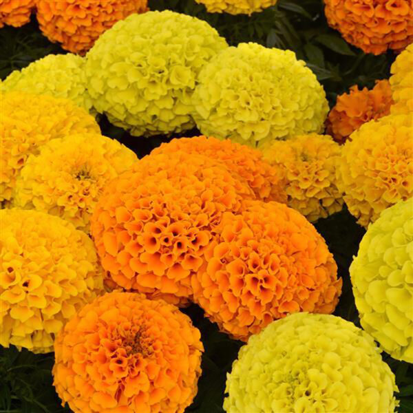 Marigold Taishan® Mix