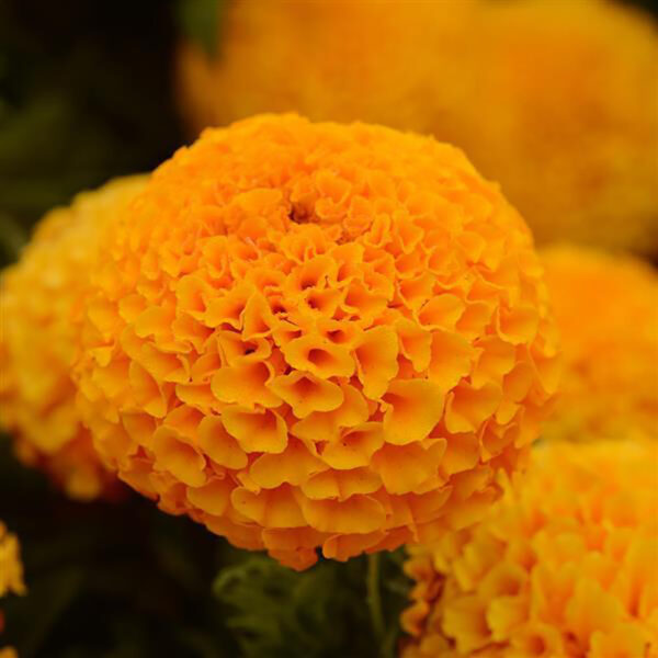 Marigold Taishan® Orange
