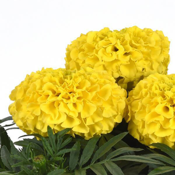 Marigold Taishan® Yellow
