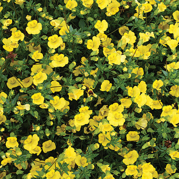 Mecardonia GoldDust®
