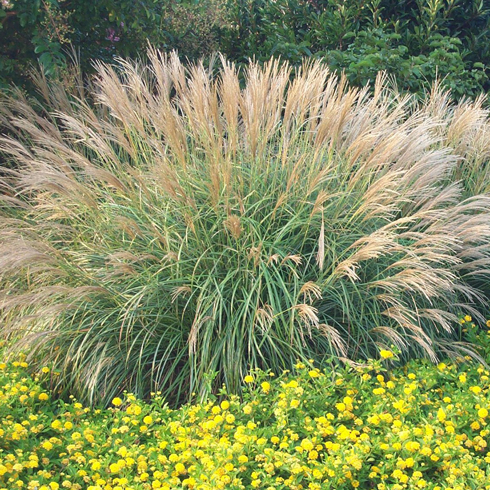 Miscanthus sin. 'Adagio'