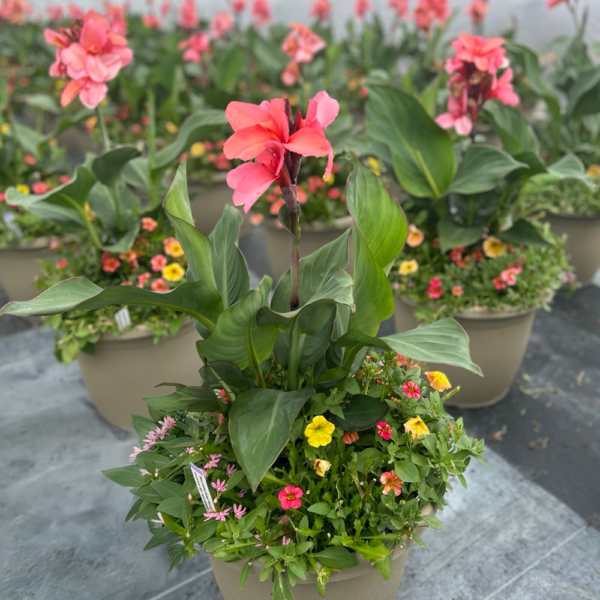 Beachside Drive 16" Planter